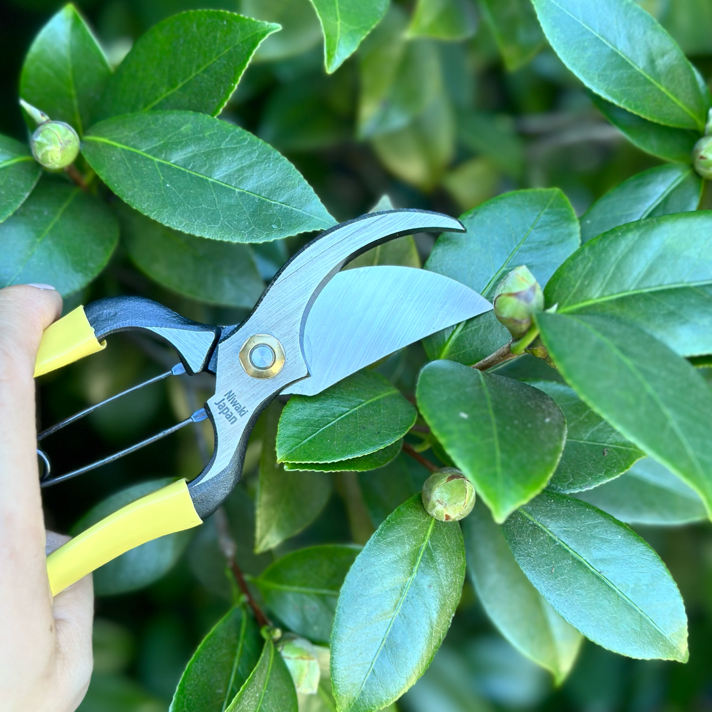 Higurashi GR Secateurs Japanese Pruners