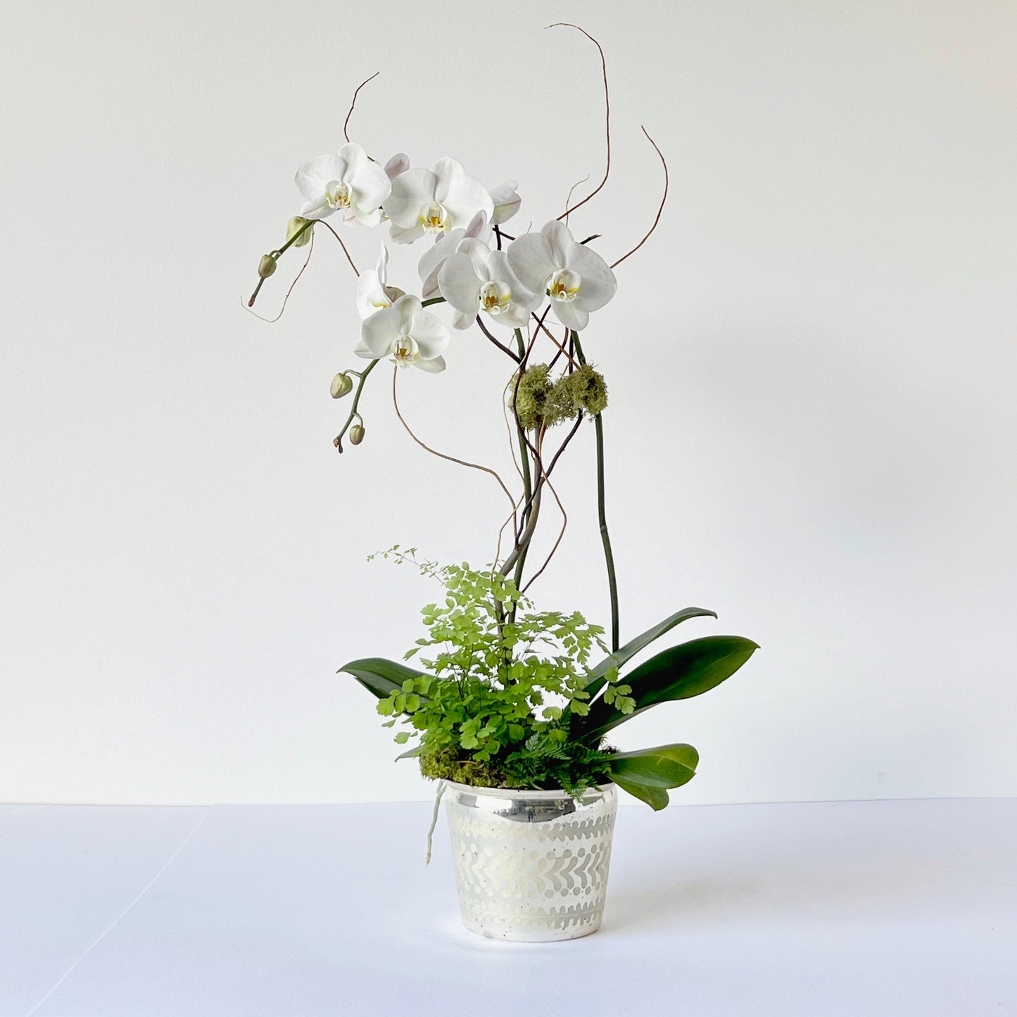 Signature Orchid Arrangement - LOCAL PICKUP ONLY
