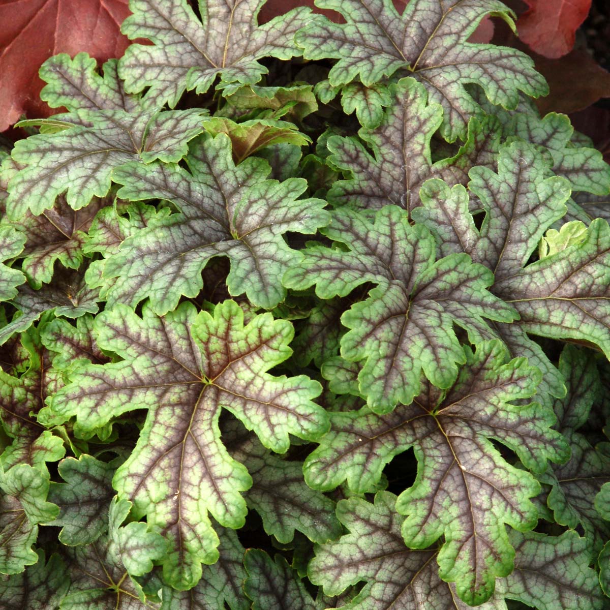 Heucherella