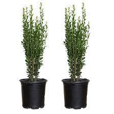 Ilex 'Holly'