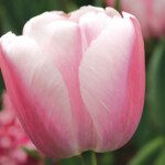 Tulip Bulbs