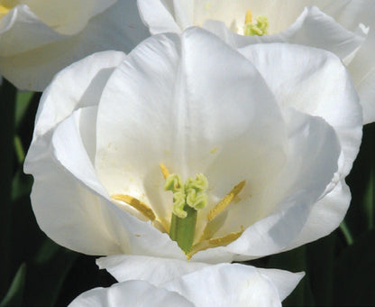 Tulip Bulbs