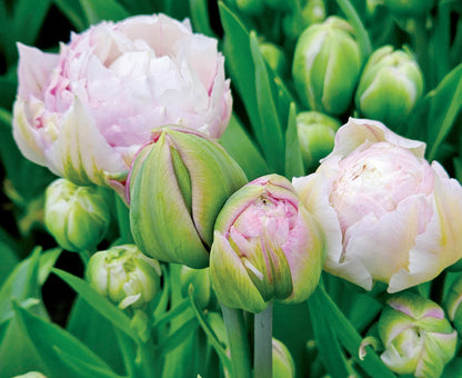 Tulip Bulbs
