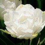 Tulip Bulbs