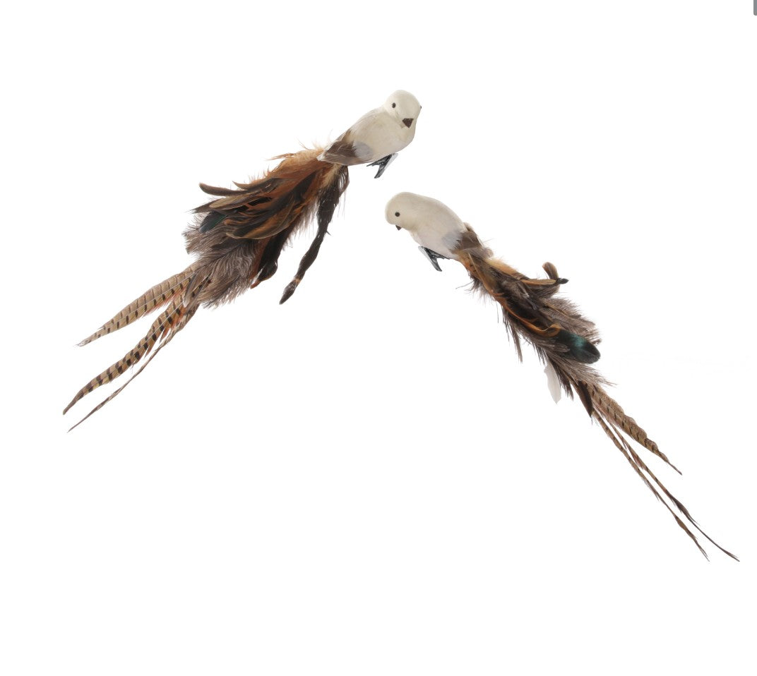Pair of Feathered Birds