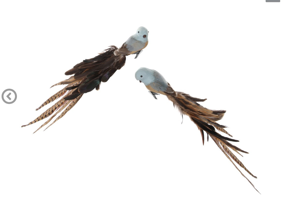 Pair of Feathered Birds