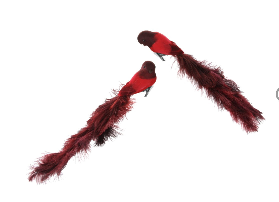 Pair of Feathered Birds