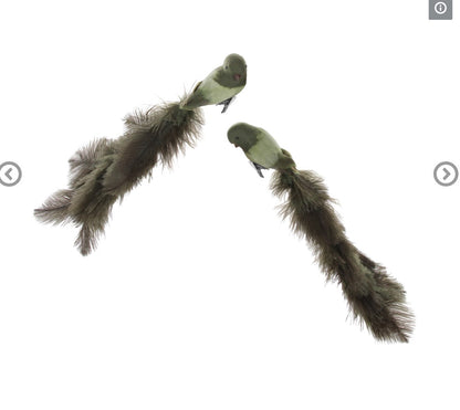 Pair of Feathered Birds