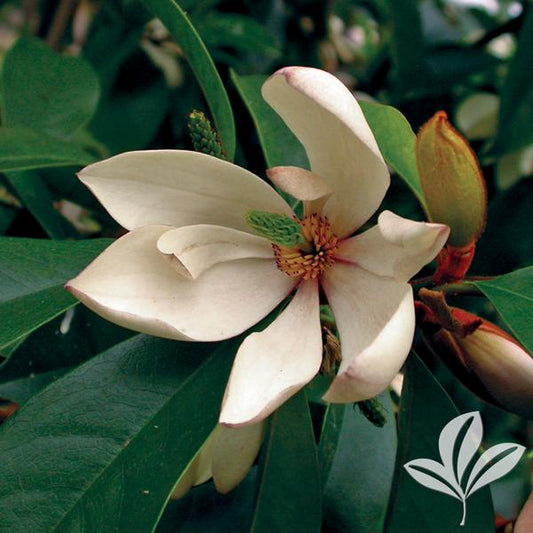 Magnolia figo 'Banana Shrub'