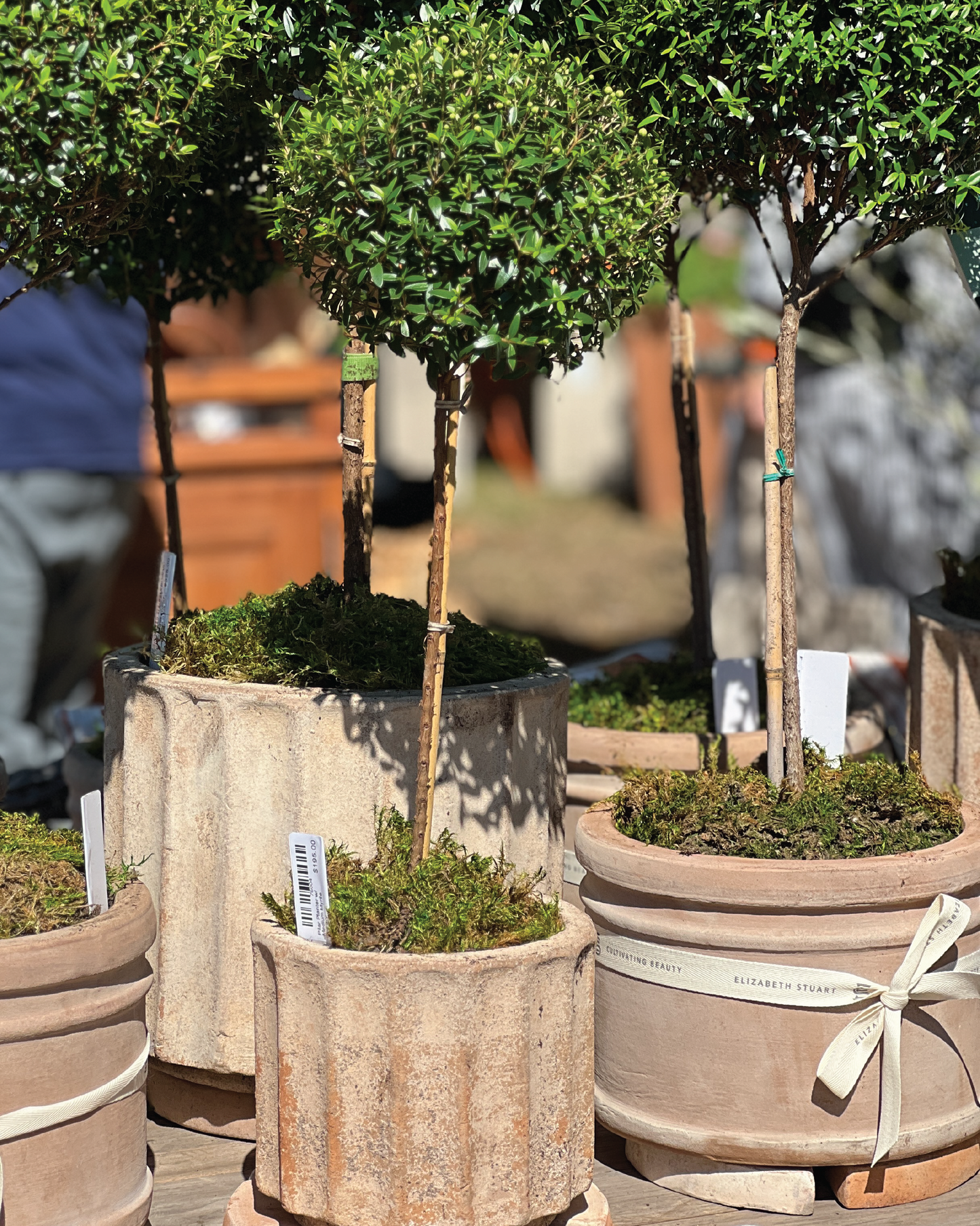 Tall Pilar Planter Collection