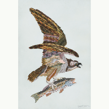 Osprey with Fish by Brenda Bogart, Archival Print