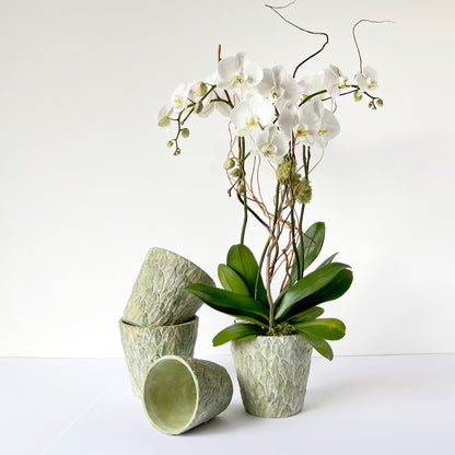 Single Signature Orchid Arrangement | Small - LOCAL PICKUP ONLY