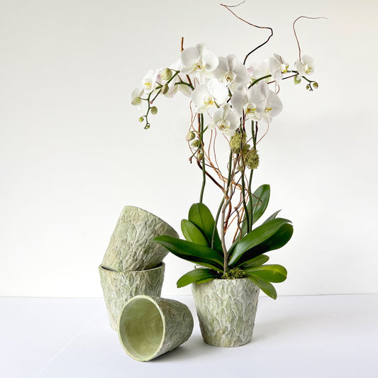Single Signature Orchid Arrangement | Small - LOCAL PICKUP ONLY