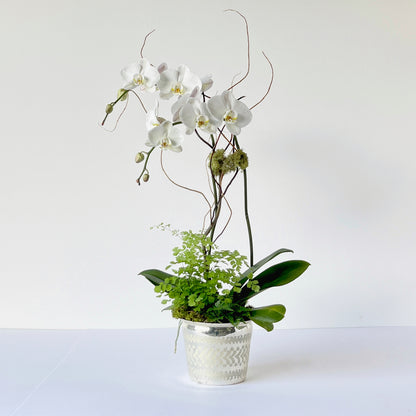 Signature Orchid Arrangement - LOCAL PICKUP ONLY