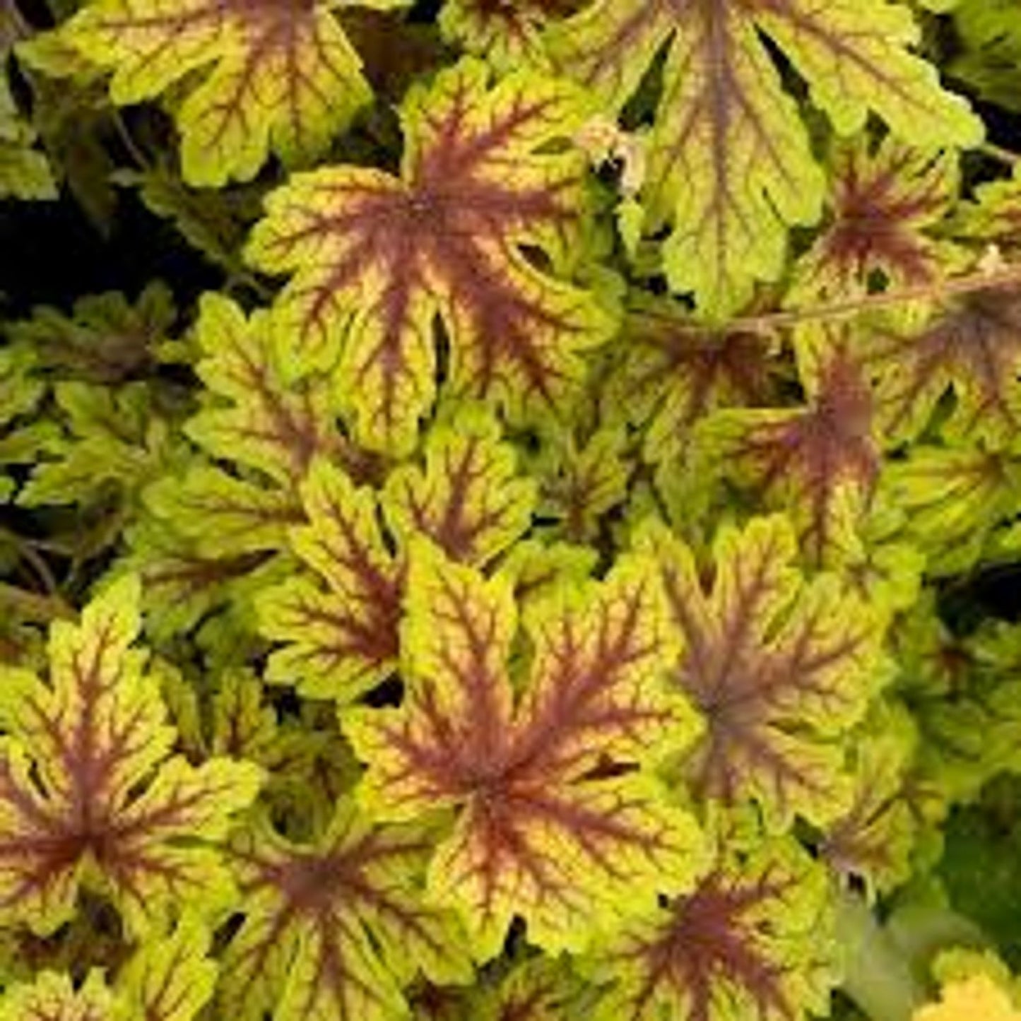 Heucherella