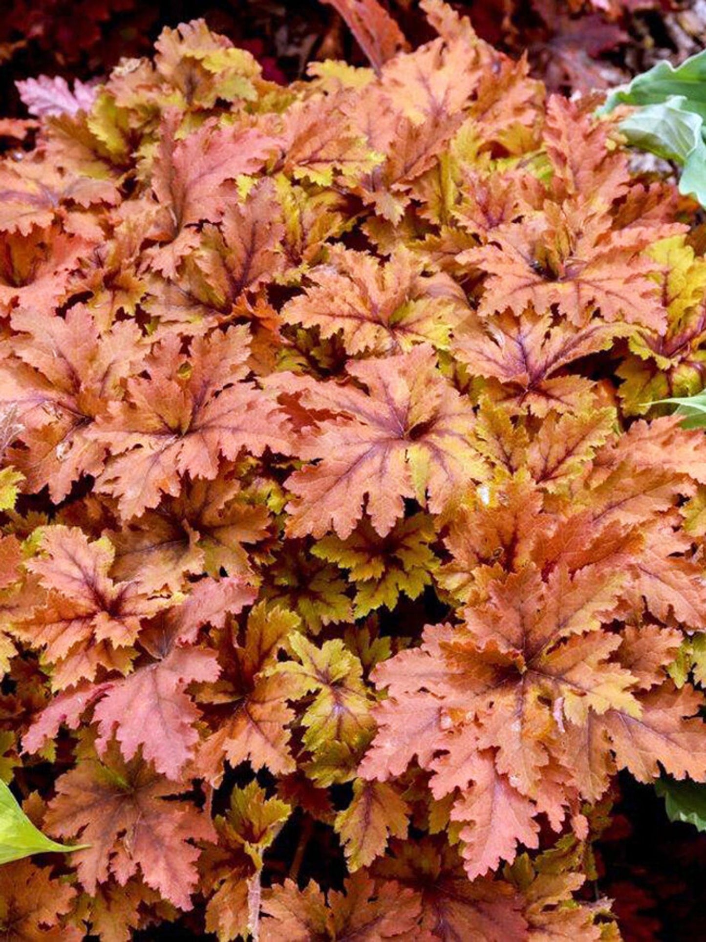 Heucherella