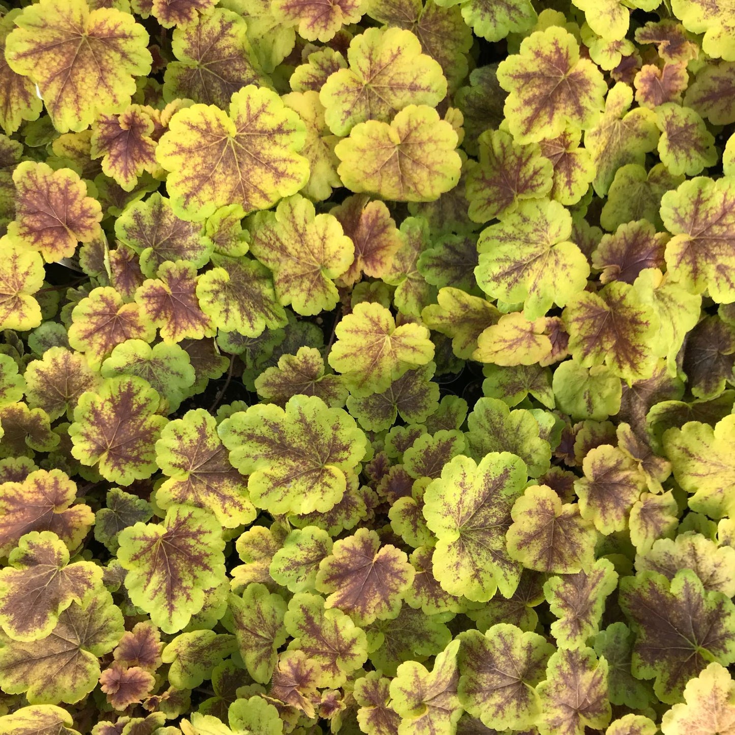 Heucherella