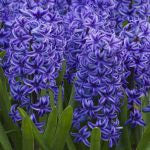 Hyacinth