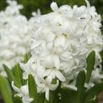 Hyacinth