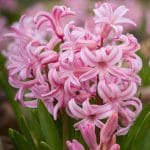 Hyacinth