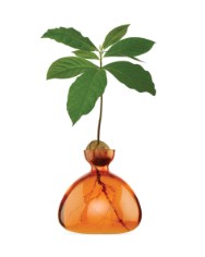 Avocado Vase