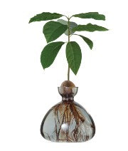 Avocado Vase