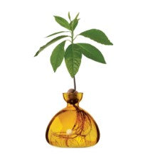 Avocado Vase