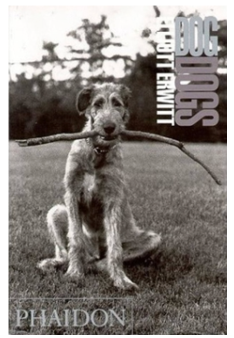 DogDogs