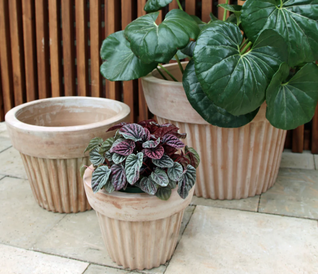Short Plisee Planter Collection