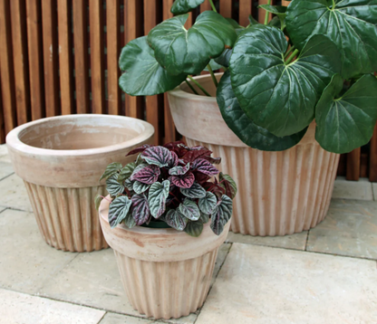 Short Plisee Planter Collection