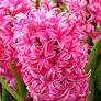 Hyacinth