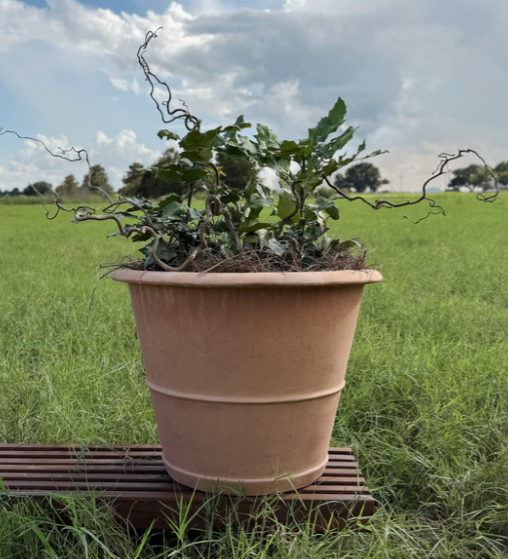 Caterina Italian Planter