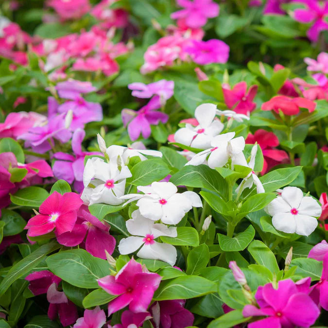 Vinca