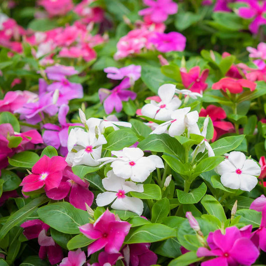 Vinca